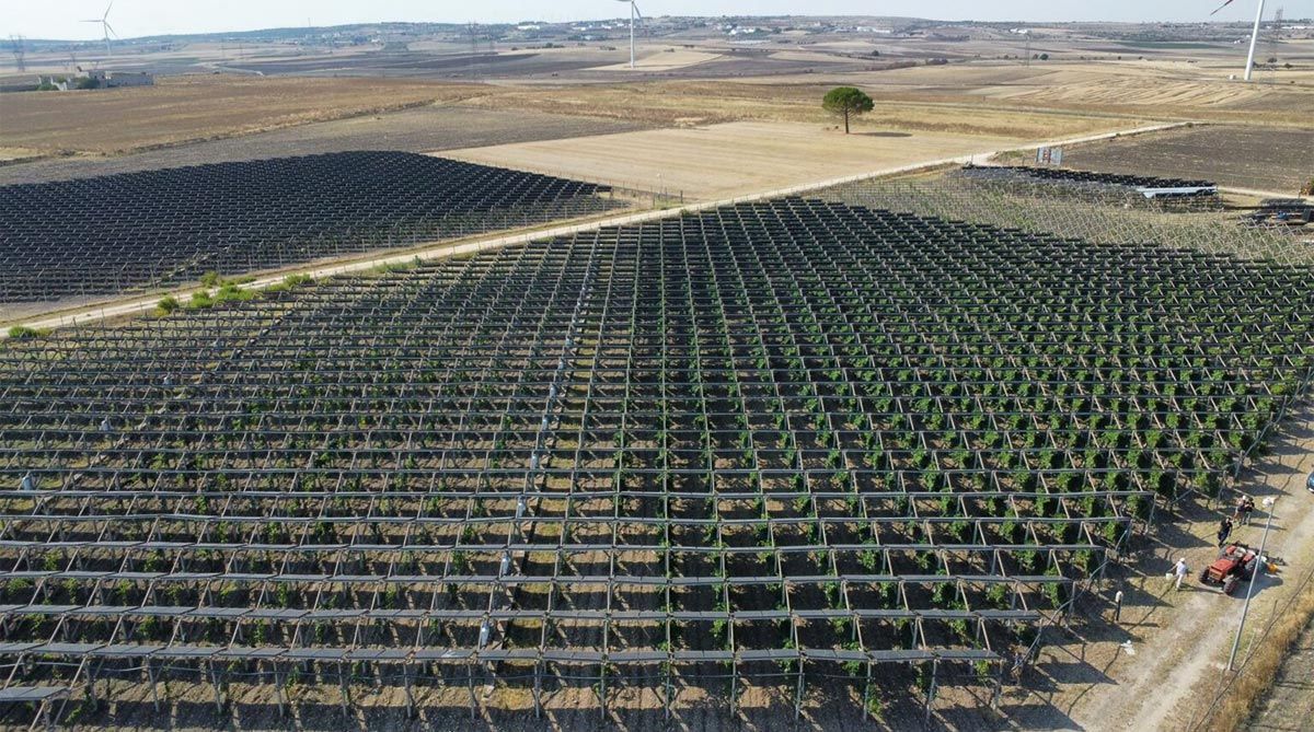 Azienda pugliese: agriPV posticipa raccolta, migliora qualità del vino.