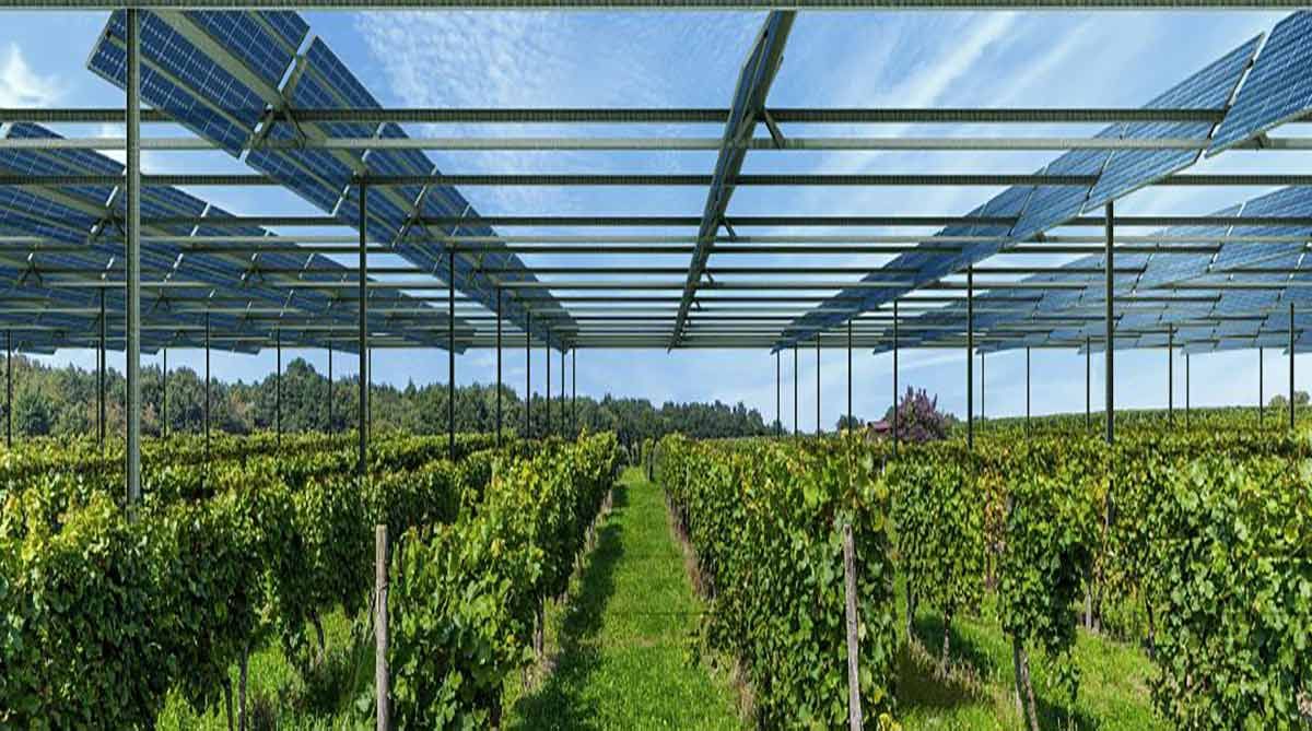 Benefici, sfide e opportunità dell’agrivoltaico secondo CCE Italia